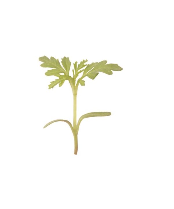 Marigold, Gem - Microgreen Seed