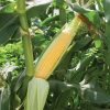 Vision MXR - 1r (F1) Corn Seed