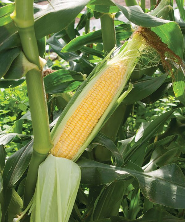 Vision MXR - 1r (F1) Corn Seed