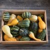 Ornamental Gourds (Small Mixed) Seed