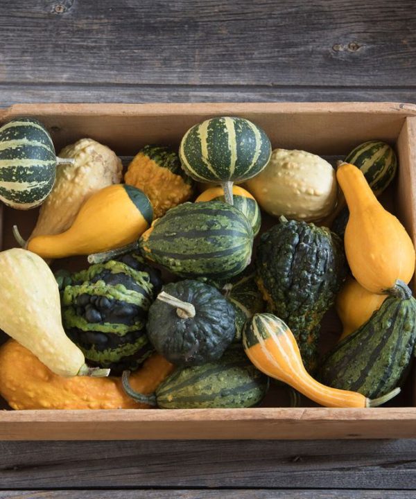 Ornamental Gourds (Small Mixed) Seed