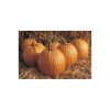 Rocket - Treated (F1) Pumpkin Seed