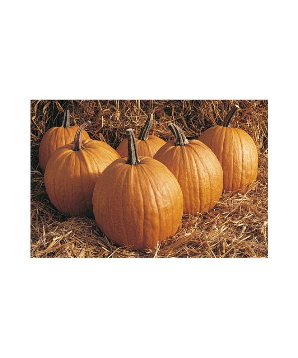 Rocket - Treated (F1) Pumpkin Seed