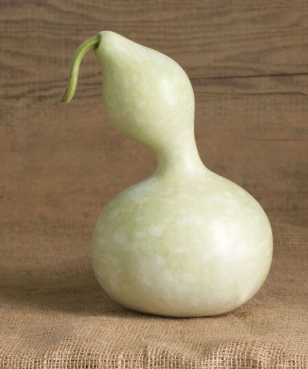 Bottle or Birdhouse - Gourd Seed
