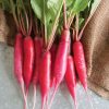 Shunkyo Semi-Long - Radish Seed
