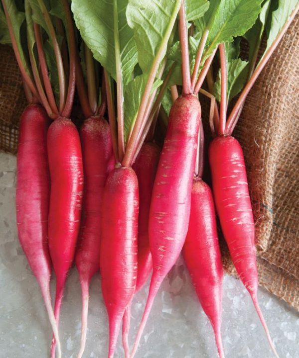 Shunkyo Semi-Long - Radish Seed