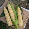 Sweetness - (F1) Corn Seed