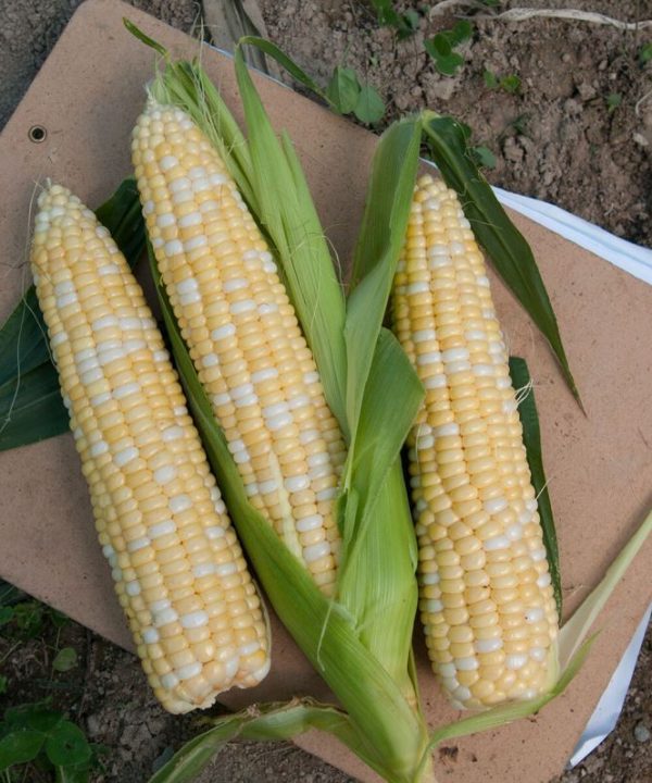 Sweetness - (F1) Corn Seed
