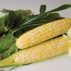 Sweetness - (F1) Treated Corn Seed