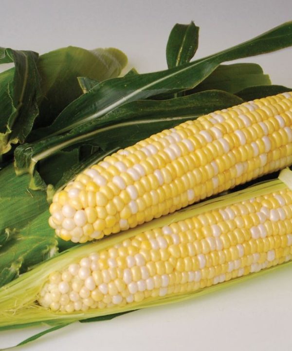 Sweetness - (F1) Treated Corn Seed