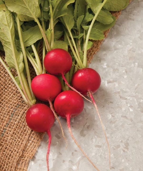Sora - Organic Radish Seed