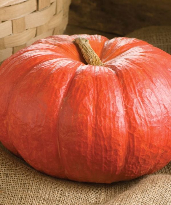Rouge Vif D'Etampes - Pumpkin Seed