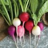 Easter Egg II - Radish Seed