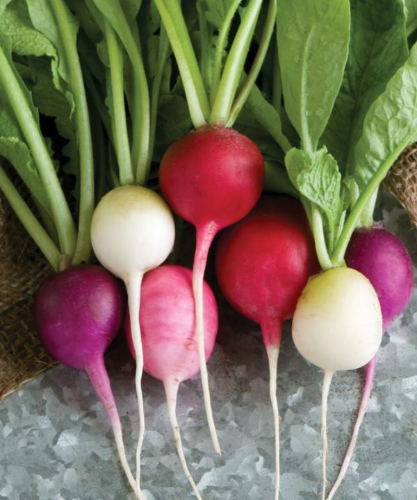Easter Egg II - Radish Seed