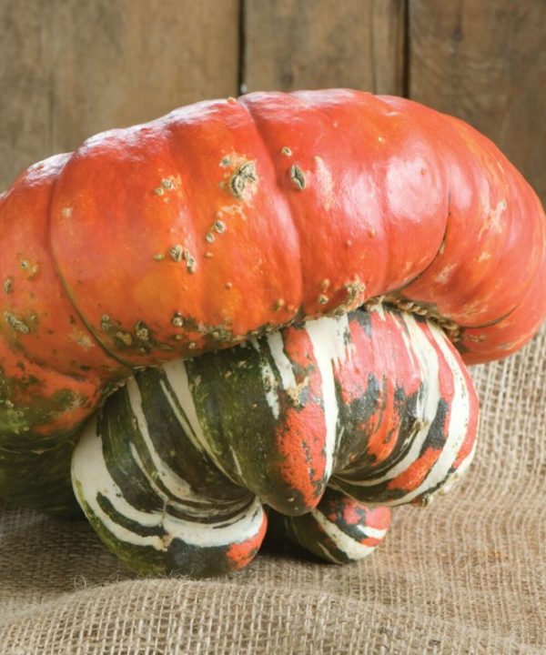 Turk's Turban - Pumpkin Seed