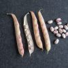 Tongue Of Fire - Bean Seed