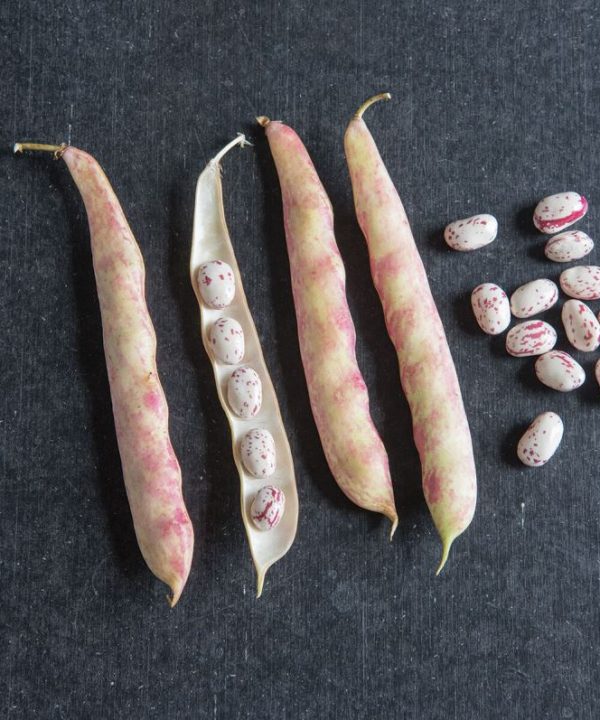Tongue Of Fire - Bean Seed