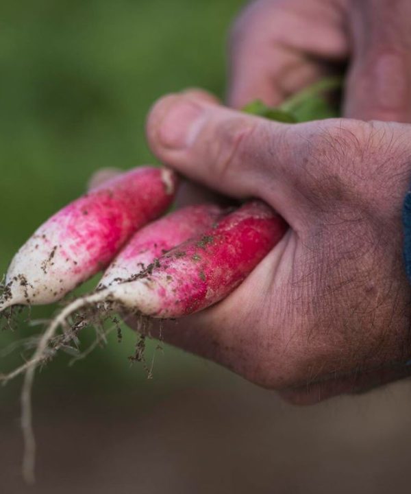 D'Avignon - Radish Seed