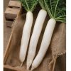 Summer Cross No. 3 - (F1) Radish Seed