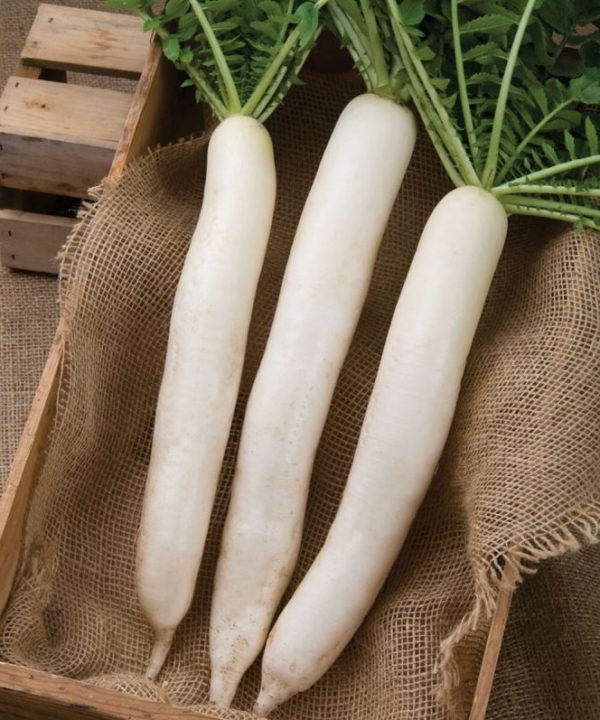 Summer Cross No. 3 - (F1) Radish Seed