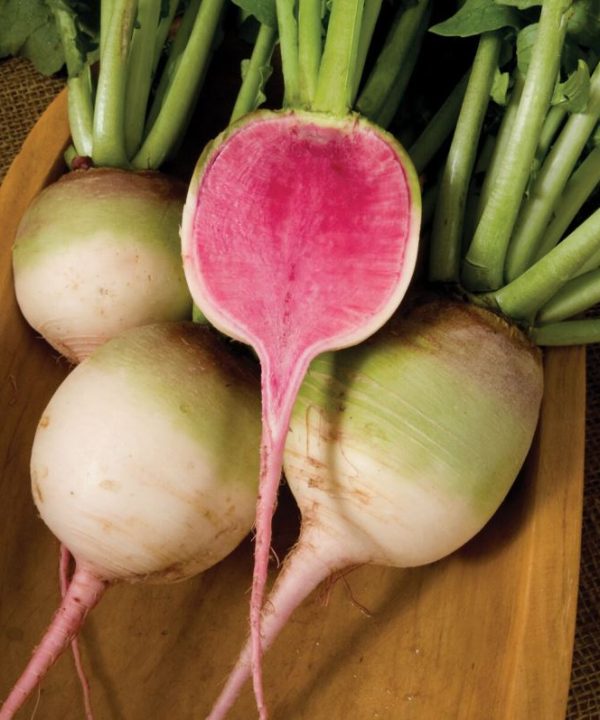 Red Meat - Watermelon Radish Seeds