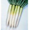 Miyashige - Radish Seed