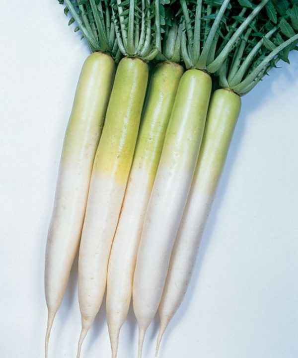 Miyashige - Radish Seed
