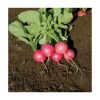 Pink Beauty - Organic Radish Seed