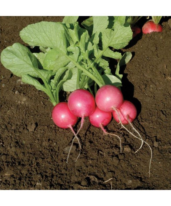 Pink Beauty - Organic Radish Seed