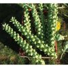 Churchill - (F1) Brussels Sprout Seed