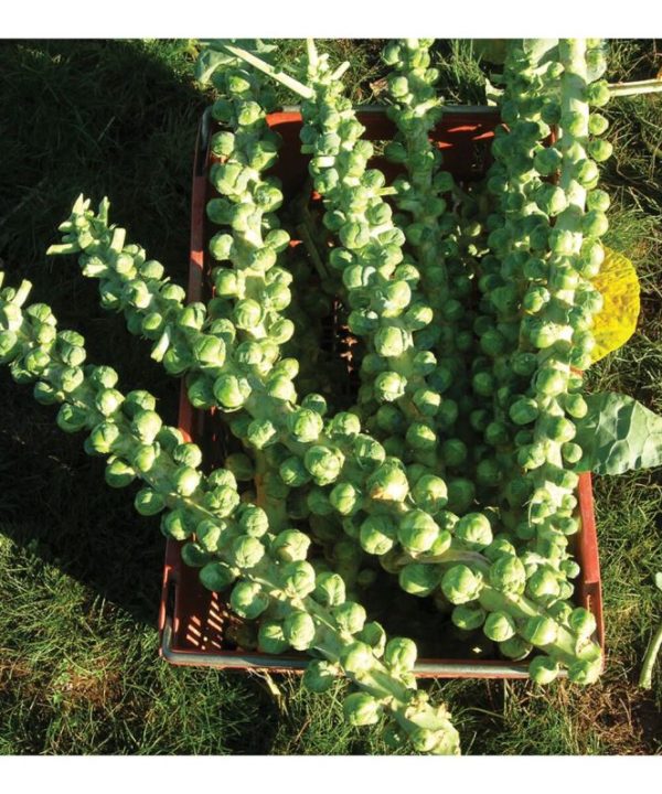 Churchill - (F1) Brussels Sprout Seed