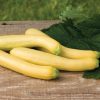 Slick Pik? YS 26 - (F1) Yellow Summer Squash Seed