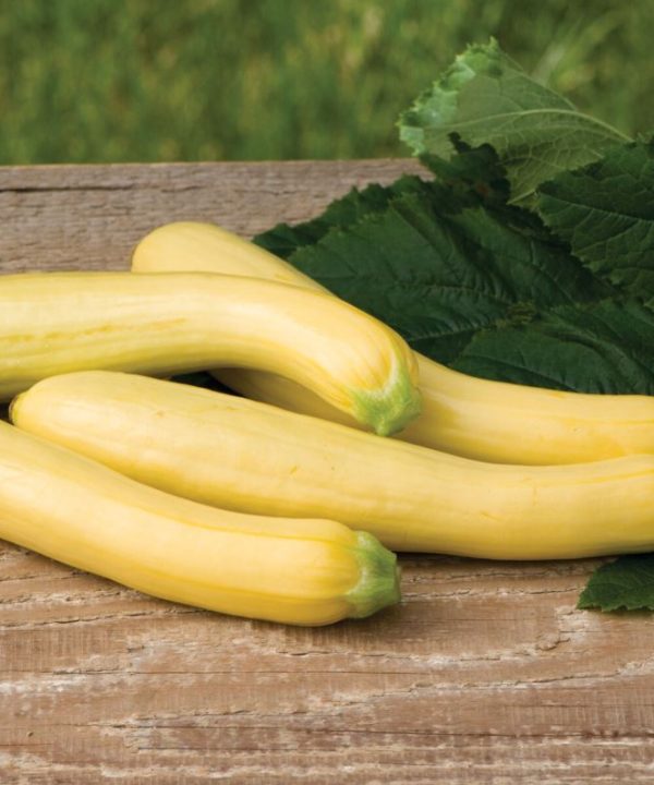Slick Pik? YS 26 - (F1) Yellow Summer Squash Seed