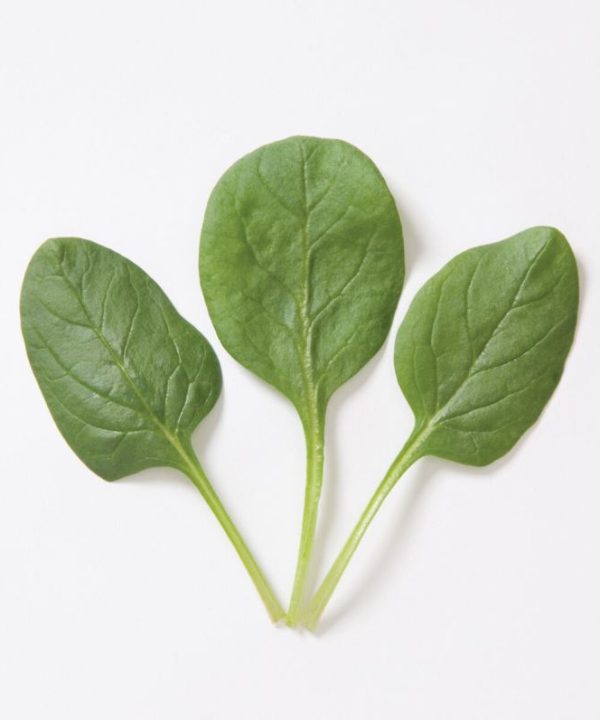 Space - (F1) Spinach Seed