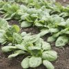 Woodpecker - (F1) Spinach Seed