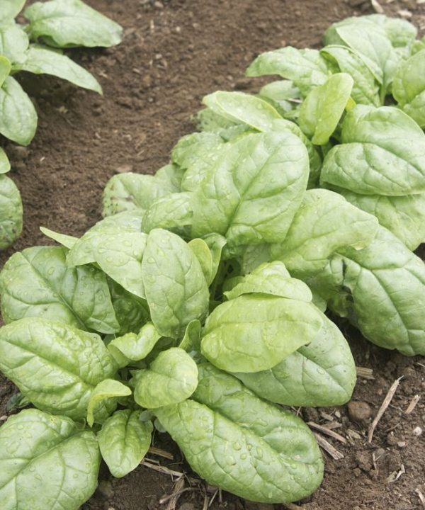 Reflect - (F1) Spinach Seed