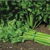 Tango - Organic Celery Seed
