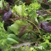 Premium Greens Mix - Vegetable Seed