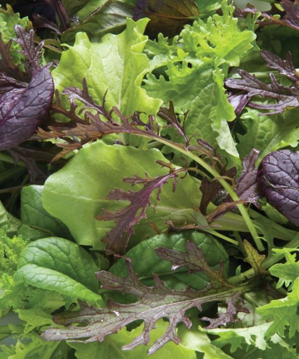 Premium Greens Mix - Vegetable Seed