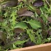 Elegance Greens Mix - Lettuce Seeds