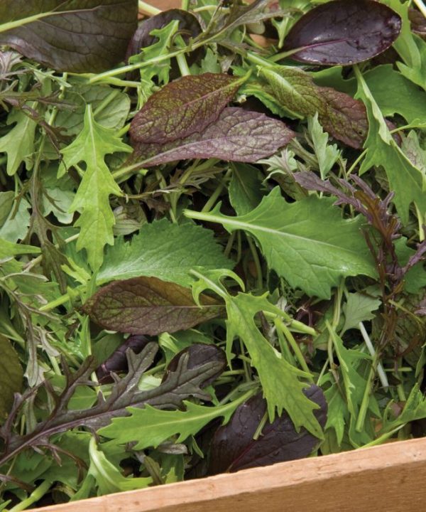 Elegance Greens Mix - Lettuce Seeds
