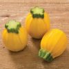 Summer Ball - (F1) Squash Seed