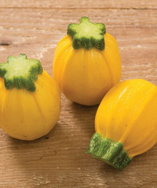 Summer Ball - (F1) Squash Seed