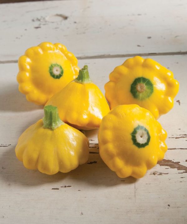 Sunburst - (F1) Patty Pan Squash Seed