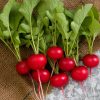 Rover - (F1) Radish Seed