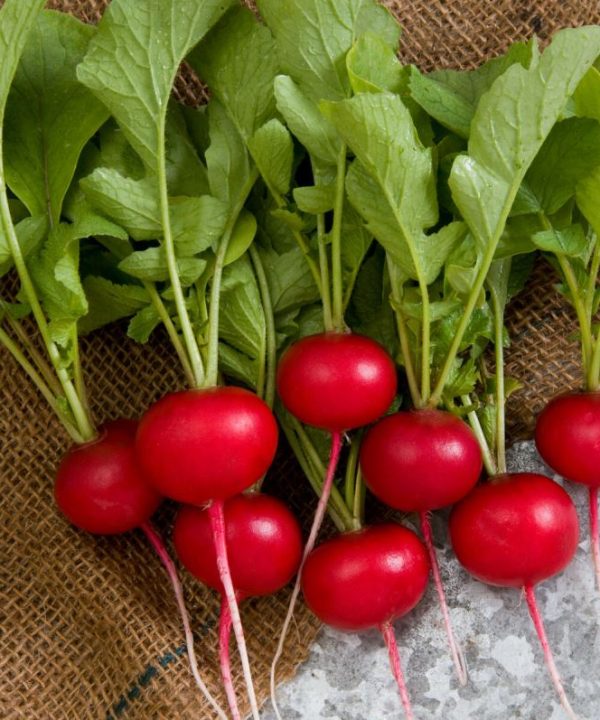 Rover - (F1) Radish Seed