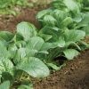 Carmel - (F1) Spinach Seed