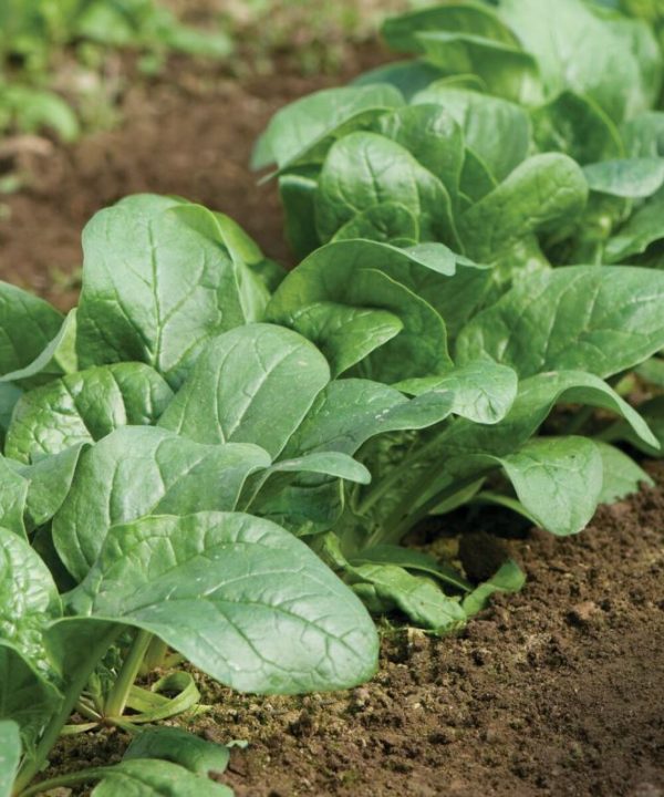 Carmel - (F1) Spinach Seed