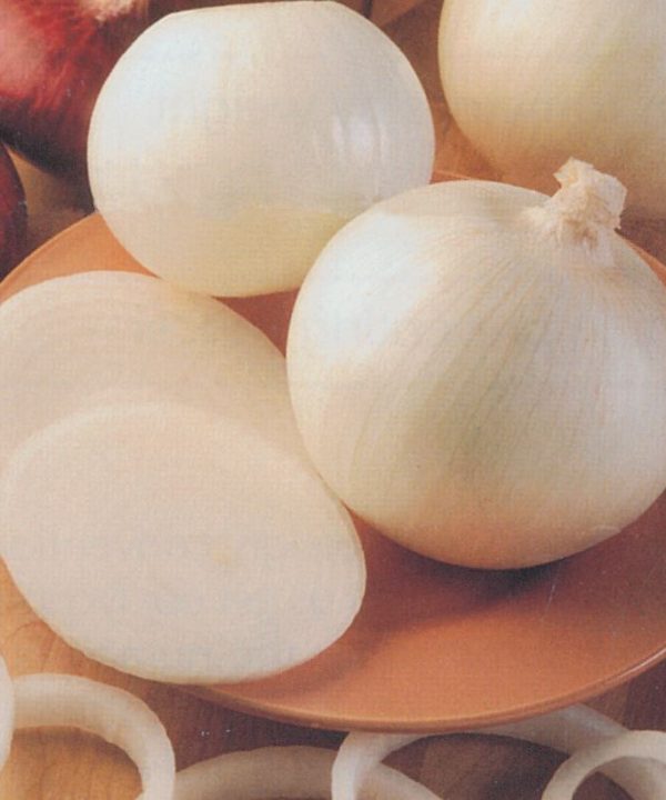 Sierra Blanca - (F1) Onion Seed