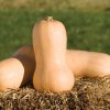 Waltham Butternut - Organic Butternut Squash Seed